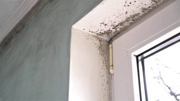 Best Commercial Mold Removal  in Prairie Heights, WA