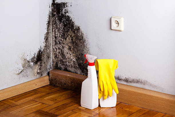 Best Black Mold Removal  in Prairie Heights, WA