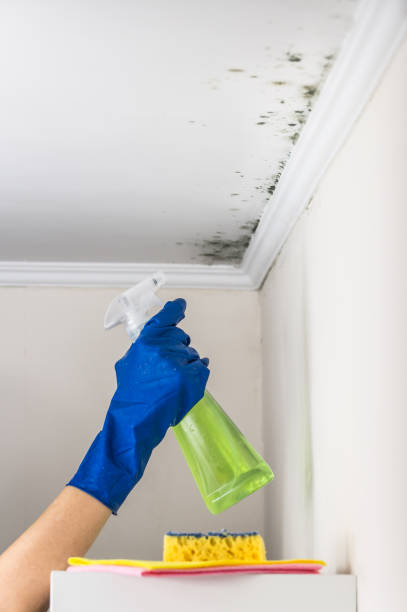 Best Professional Mold Removal  in Prairie Heights, WA